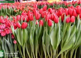 Tulipa Surrender ® (2)